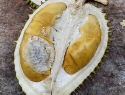 Durian Kholil Mijen, Asli Semarang dan Terlezat di Indonesia