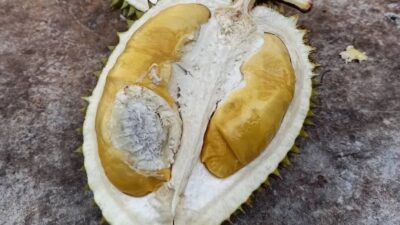 Durian Kholiil