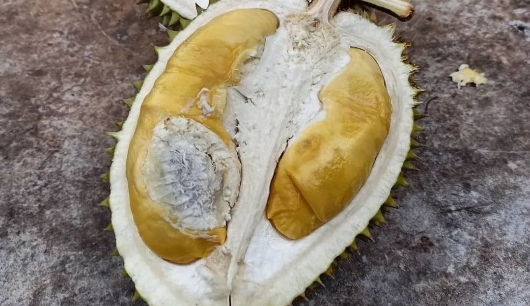 Durian Kholiil