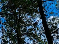 Teror Monyet Ungaran: Wisatawan Picu Serangan Brutal