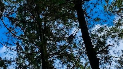 Siluet seekor monyet bergelantungan di dahan pohon pinus yang tinggi dengan latar belakang langit biru berawan di area wisata alam Curug Semirang, Semarang.
