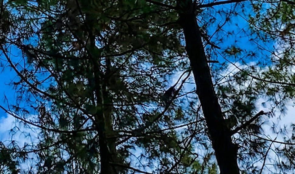 Siluet seekor monyet bergelantungan di dahan pohon pinus yang tinggi dengan latar belakang langit biru berawan di area wisata alam Curug Semirang, Semarang.